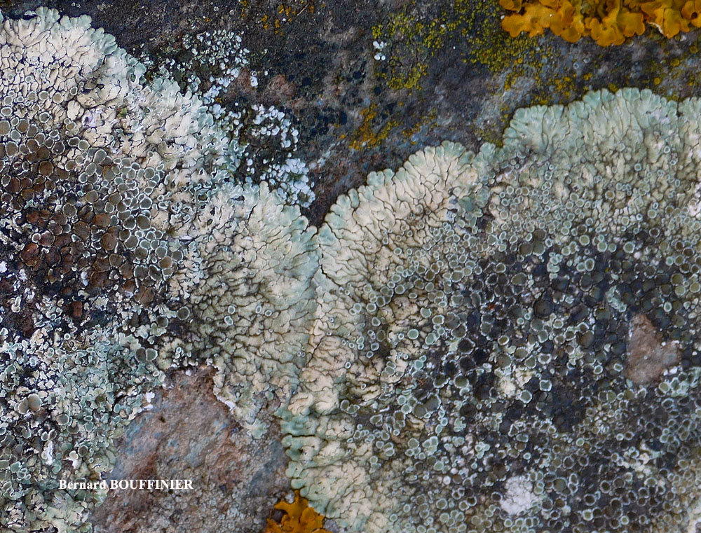 Protoparmeliopsis muralis (Pers.) M. Choisy var. versicolor